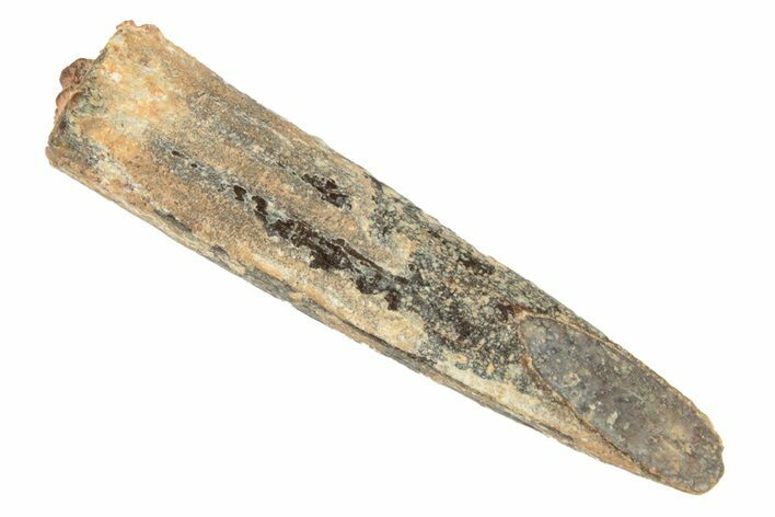 Fossil Sauropod Dinosaur (Rebbachisaurus) Tooth - Morocco #248849